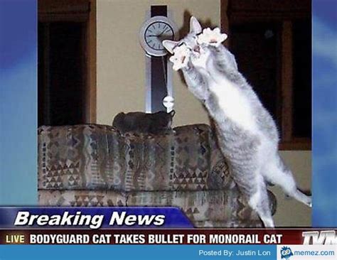 Bodyguard Cat Takes Bullet