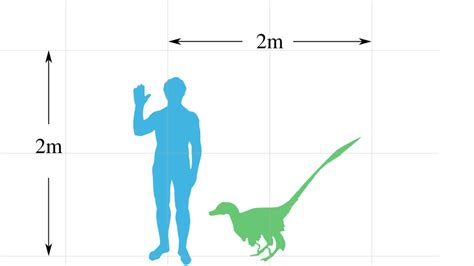 Velociraptor Dinosauria Wiki Fandom Powered By Wikia