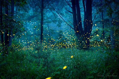 Hidden Citizens Forest Of Fireflies Lightning Bugs Firefly Etsy