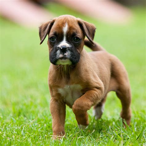 Favorite this post jan 24 chihuahua puppies browse thru our id verified puppy for sale listings to find your perfect puppy in your area. Boxer Puppies For Sale In Florida From Vetted Breeders
