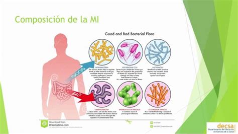 Funciones De La Microbiota Intestinal Diario Baena