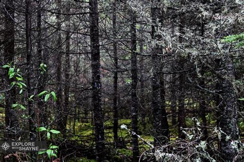 Boreal Forest In Northern Manitoba Truenorthpictures