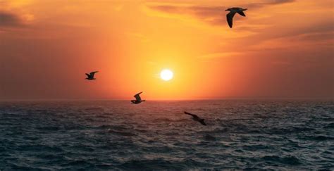 Wallpaper Sunset Sun Birds Over Sea Nature Desktop Wallpaper Hd
