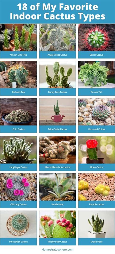 23 Of My Favorite Indoor Cactus Plants And Types Photos