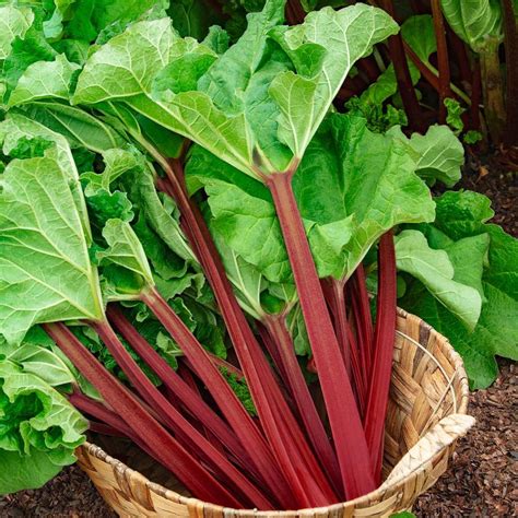 Gurneys Kangarhu Rhubarb Rheum Live Bareroot Vegetable Plant 1