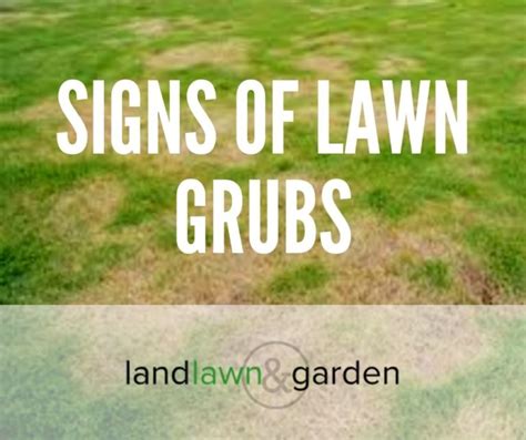 What Are The Signs Of Lawn Grubs And What To Do About Them