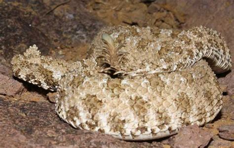 Spider Tailed Horned Viper Facts And Pictures Reptile Fact