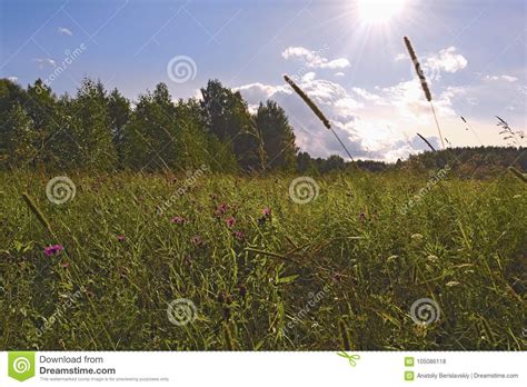 A Summer Day At The Edge Of The Forest Stock Photo Image Of Outdoor