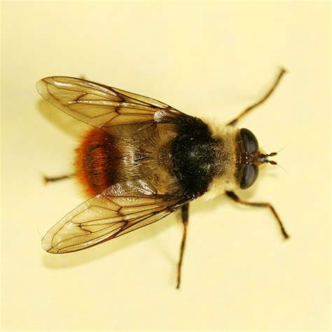 large black yellow and orange syrphid fly criorhina caudata bugguide