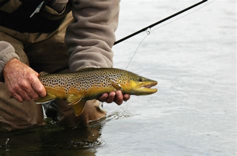 Fly Fishing Hemingways Silver Creek Smith And Wesson Forums