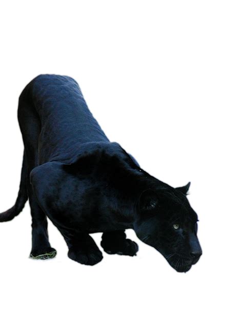 Black Panther Jaguar Cars Jaguar Xf Cougar Black Panther Png Download