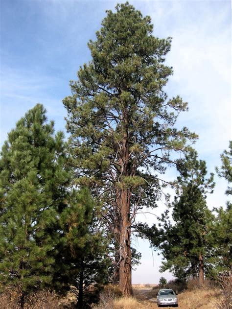 Gila National Forest Hosts Ponderosa Pine Regeneration Presentations