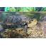 Blandings Turtle  Potawatomi Zoo