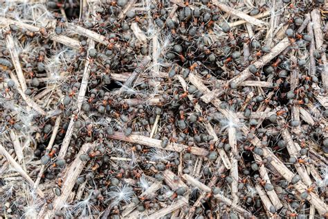 Maybe you would like to learn more about one of these? How To Get Rid of Ants | Pest control, Ant infestation, Pests