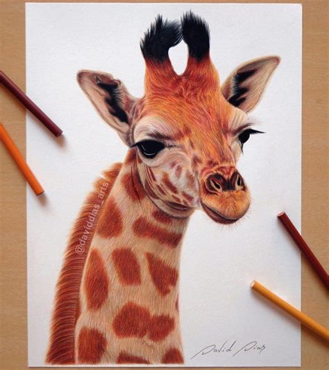 Realistic Giraffe By Daviddiaspr Realistic Animal Drawings