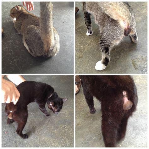 Neutering Subsidy For 2 Male Cats From The Marketplace Hew Sook Yeans