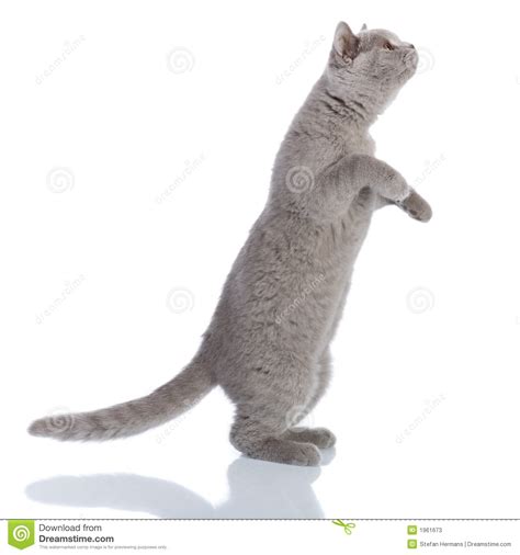 Gray Cat Standing Stock Image Image Of Cute Animal