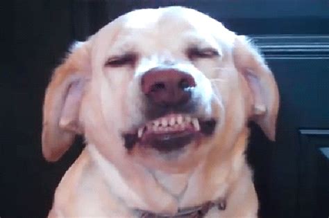 Dog Smiling With Teeth Rs