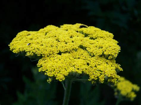 The pollen sacs are confused with anthers and the term ' petiole ' is used for… Achillea Care Guide: How To Grow Achillea | DIY Garden