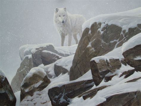 091 Douglas R Laird Arctic White Wolf Winter Art Art Artist