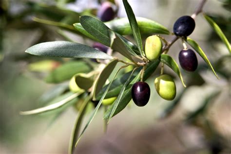 Olive Trees How To Grow Care For And Harvest Olives