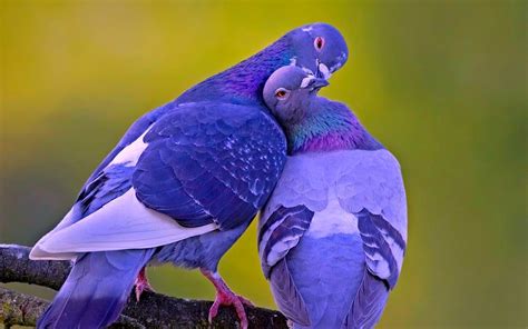 Latest Colorful Birds Hd Desktop Wallpapers Background Wide Popular Beautiful Birds Images