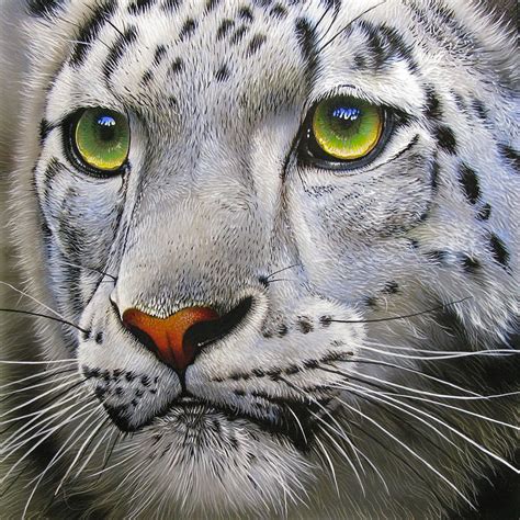 Snow Leopard Snow Leopard Fine Art Prints And Leopards