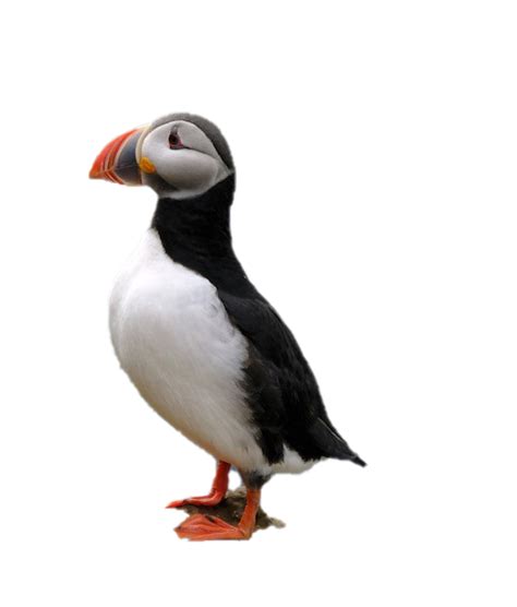 Puffin Png Images Transparent Free Download Pngmart