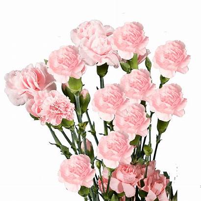 Carnations Pink Mini Spray Globalrose Flowers Stems
