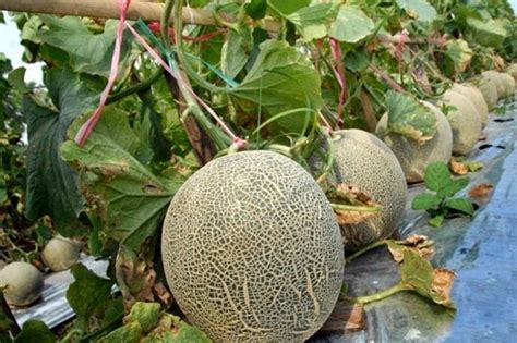 Cara mengatasi buah jambu air agar tidak busuk. Hama Dan Penyakit Pada Tanaman Melon - Berbagi Tanam