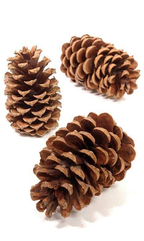 2 5 4 Medium Pine Cones Natural Pkg 25