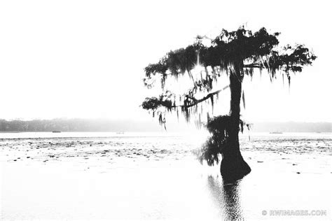 Framed Photo Print Of Lake Martin Louisiana Swamp Black And White Print