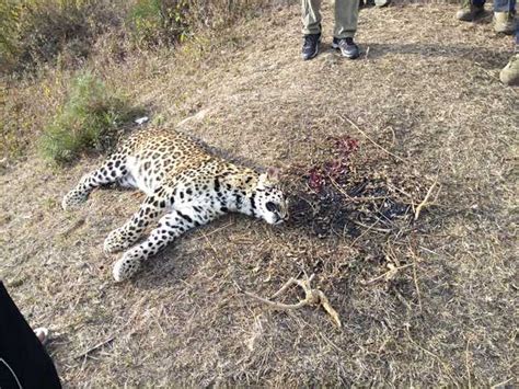 Poachers Shoot Leopard In Palampur 5 Killed In 2 Yrs The Tribune India