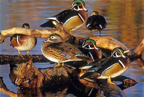 Hunting The Wood Duck Migration Northern Vs Southern Tactics
