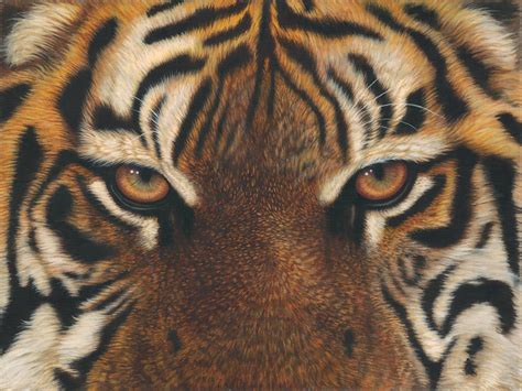Eyes Of The Tiger — Original Paintings Animal Art