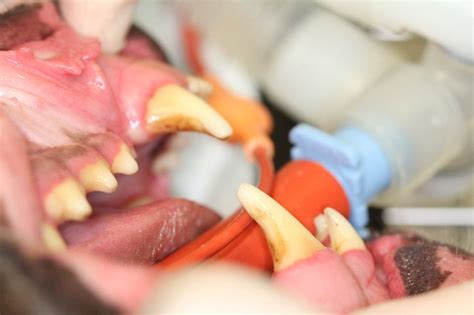 Veterinary Dental Crown Preparation News Eastcott Referral