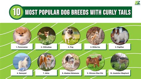 Discover The 10 Most Popular Dog Breeds With Curly Tails A Z Animals