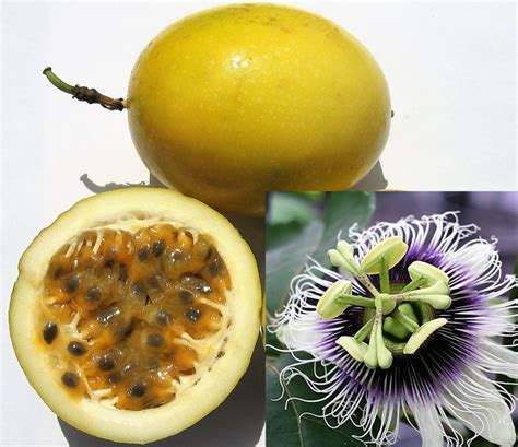 10 YELLOW PASSION FRUIT Vine Golden Passiflora Edulis Flavicarpa Flower ...