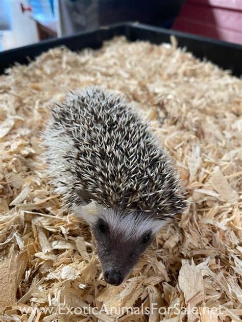 Baby Hedgehogs For Sale