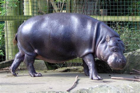 Pygmy Hippopotamus At The Melbourne Zoo