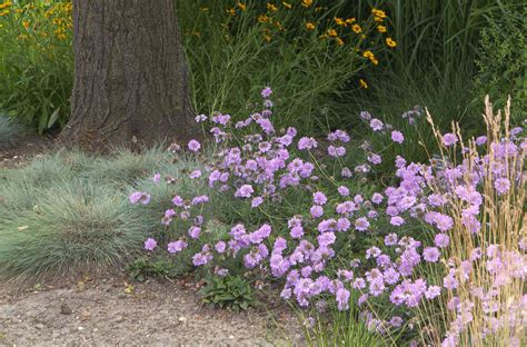 Scabiosa Pincushion Flower Plant Care And Growing Guide