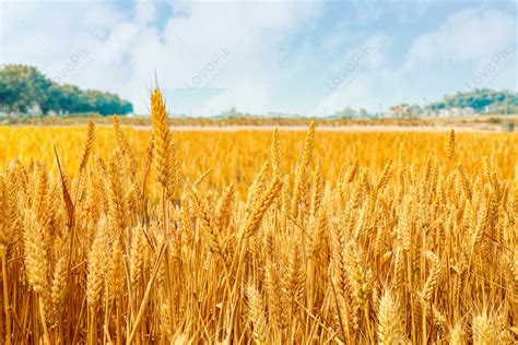 Golden Wheat Field Picture And Hd Photos Free Download On Lovepik