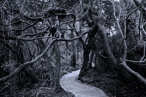 Haunted Forest Returns To Umm Umaine Machias News