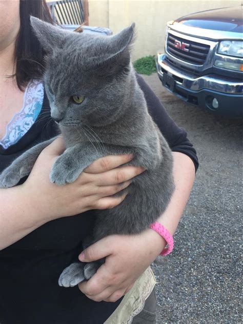These steps can help you locate a lost pet as quickly as possible. Found Cat - Russian Blue - Albuquerque, NM, USA 87107 on ...