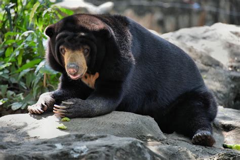 Malayan Sun Bear At Dusit Zoo In Bangkok Thailand Encircle Photos