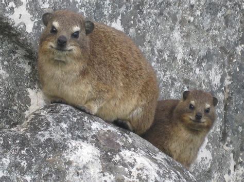 Hike Table Mountain: Table Mountain's most common mammal