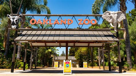 Oakland Zoo Faces Permanent Closure If It Doesnt Reopen This Month