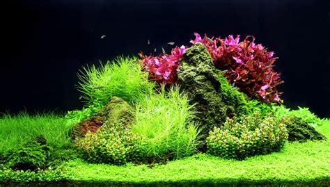 Aquascape Wallpapers Top Free Aquascape Backgrounds Wallpaperaccess