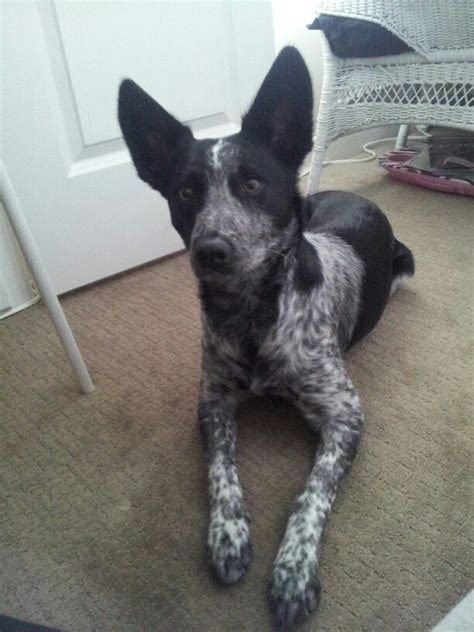 Blue Heeler Boarder Collie Mix Mcnab Dog Red Heeler Collie Mix