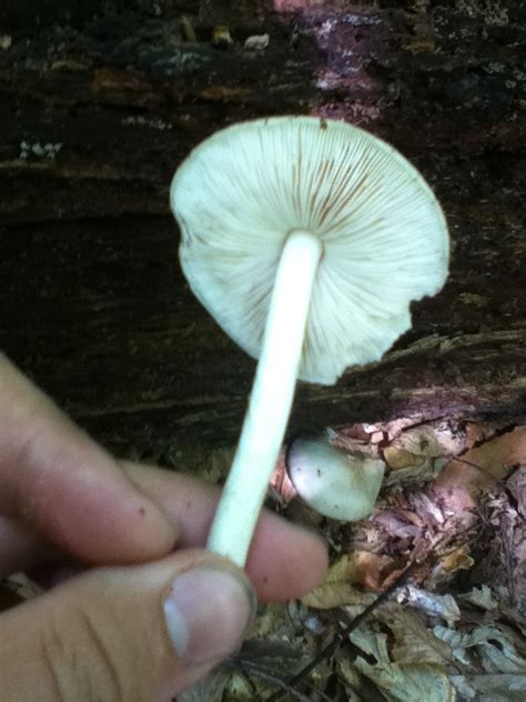 Ohio Mushroom Id Pictures Mushroom Hunting And Identification
